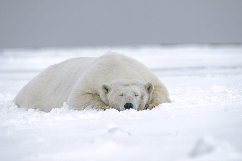 A polar bear, asleep on a snowy plain