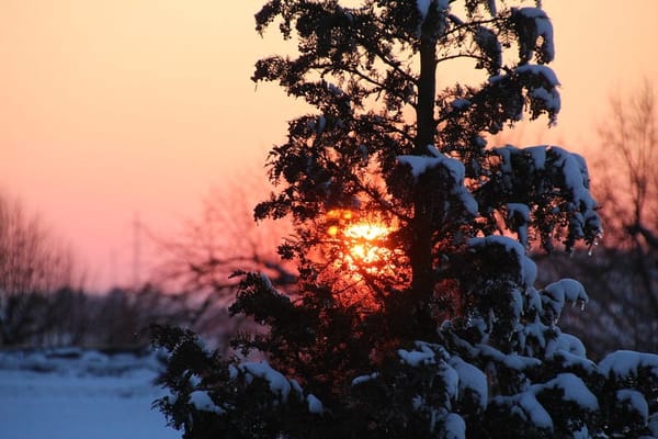 The sun setting behind a snowy, sparse fir tree.